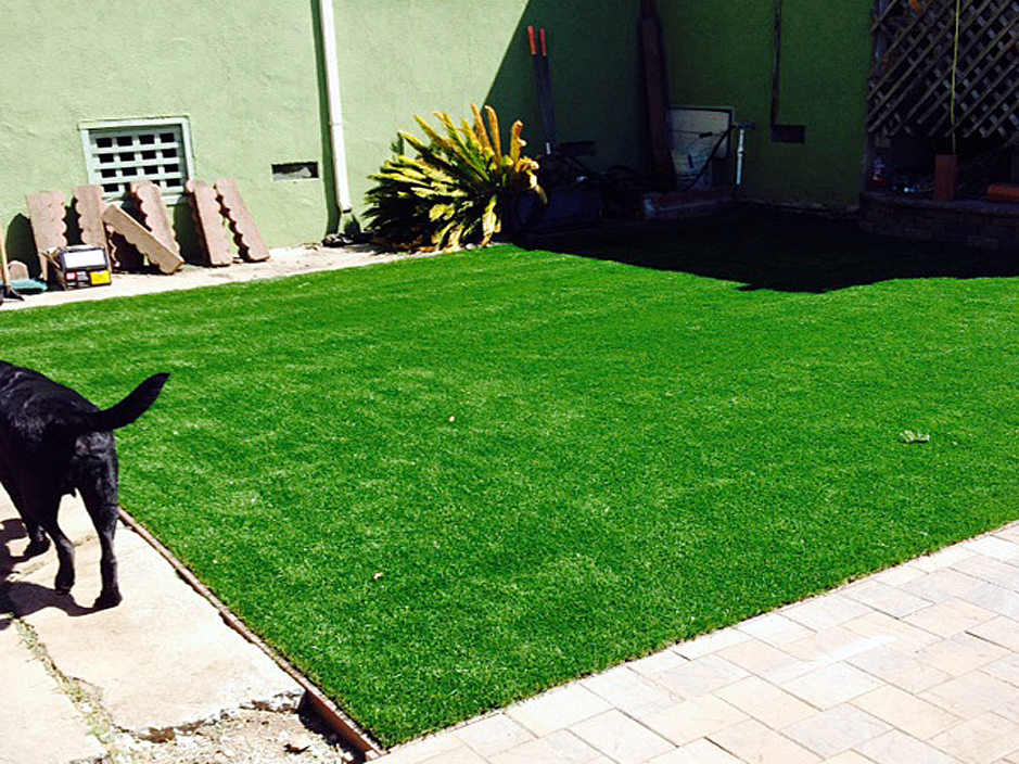 Artificial Grass Orchard City, Colorado Indoor Dog Park, Backyard Designs