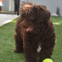 Fake Turf Del Norte, Colorado Dog Parks, Grass for Dogs