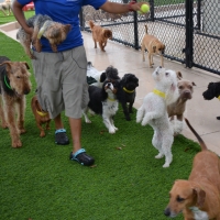 Synthetic Grass Cost Lynn, Colorado Fake Grass For Dogs, Dogs Park