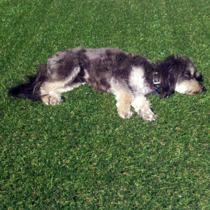 Artificial Grass Installation Ellicott, Colorado Pictures Of Dogs, Dog Kennels