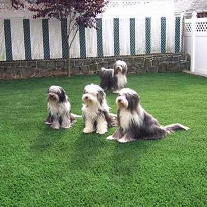 Artificial Lawn Welby, Colorado Dog Parks, Dog Kennels