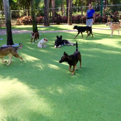 Artificial Turf Sanford, Colorado Watch Dogs, Dogs