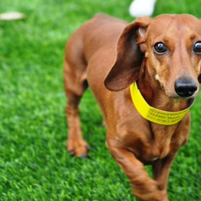 Fake Grass Carpet Crawford, Colorado Pet Turf, Dogs Park