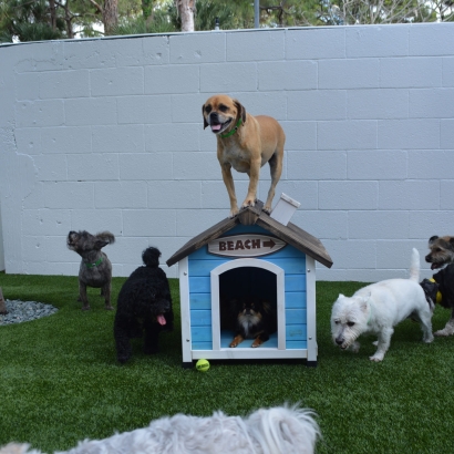 Faux Grass Orchard City, Colorado Cat Playground, Dogs Park