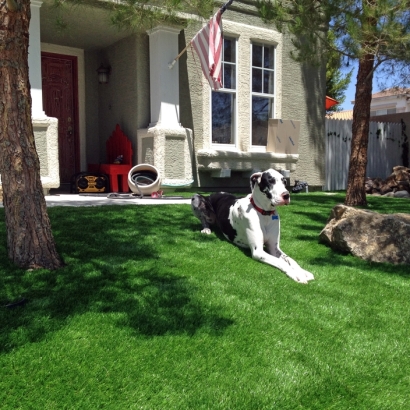 Grass Carpet Aspen, Colorado Pet Turf, Front Yard Landscape Ideas