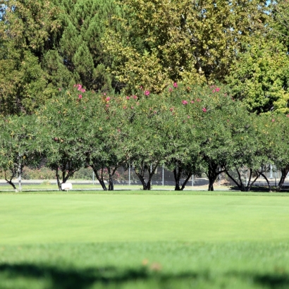 Grass Carpet Holly, Colorado Putting Green Grass