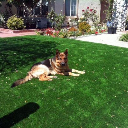 Synthetic Turf Supplier Lafayette, Colorado Hotel For Dogs, Dog Kennels