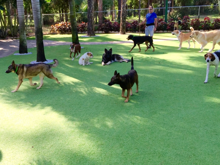 Artificial Turf Sanford, Colorado Watch Dogs, Dogs