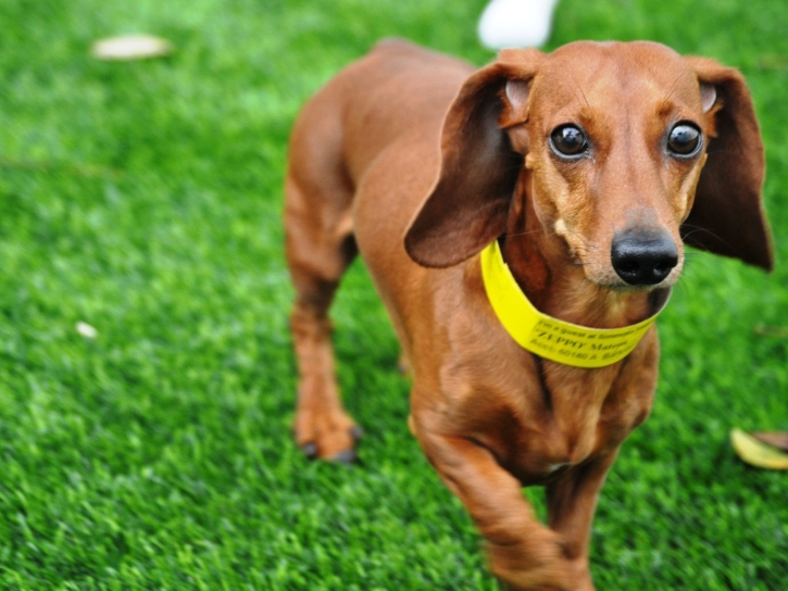 Fake Grass Carpet Crawford, Colorado Pet Turf, Dogs Park