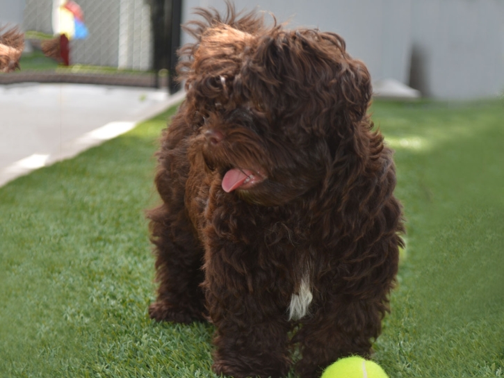 Fake Turf Del Norte, Colorado Dog Parks, Grass for Dogs