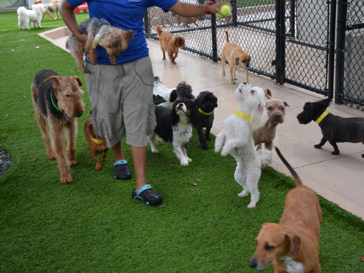 Synthetic Grass Cost Lynn, Colorado Fake Grass For Dogs, Dogs Park