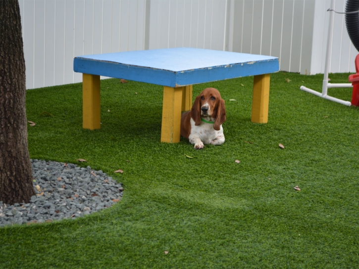 Synthetic Grass Cost South Fork, Colorado Pet Grass, Dogs Runs